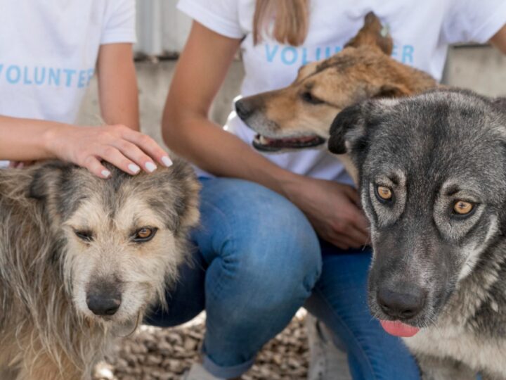 Fundacja Dobre Ludki znów na ratunek zwierzętom: organizuje zbiórkę karmy i akcesoriów