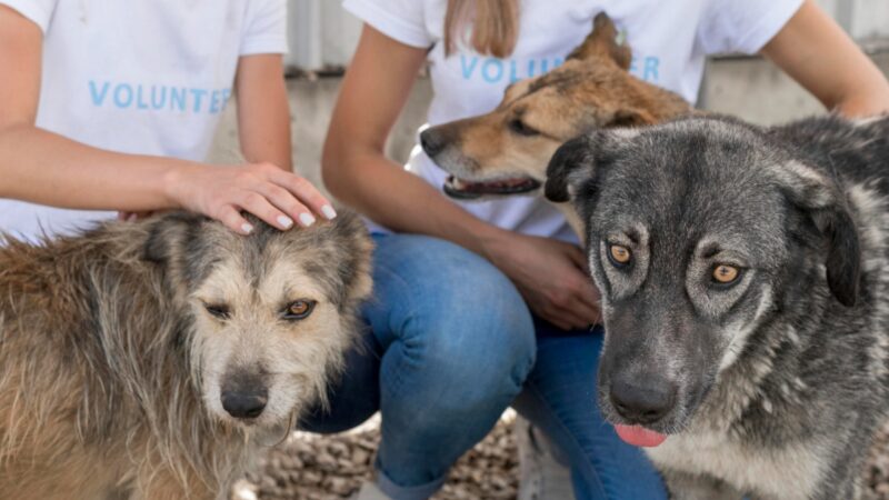 Fundacja Dobre Ludki znów na ratunek zwierzętom: organizuje zbiórkę karmy i akcesoriów