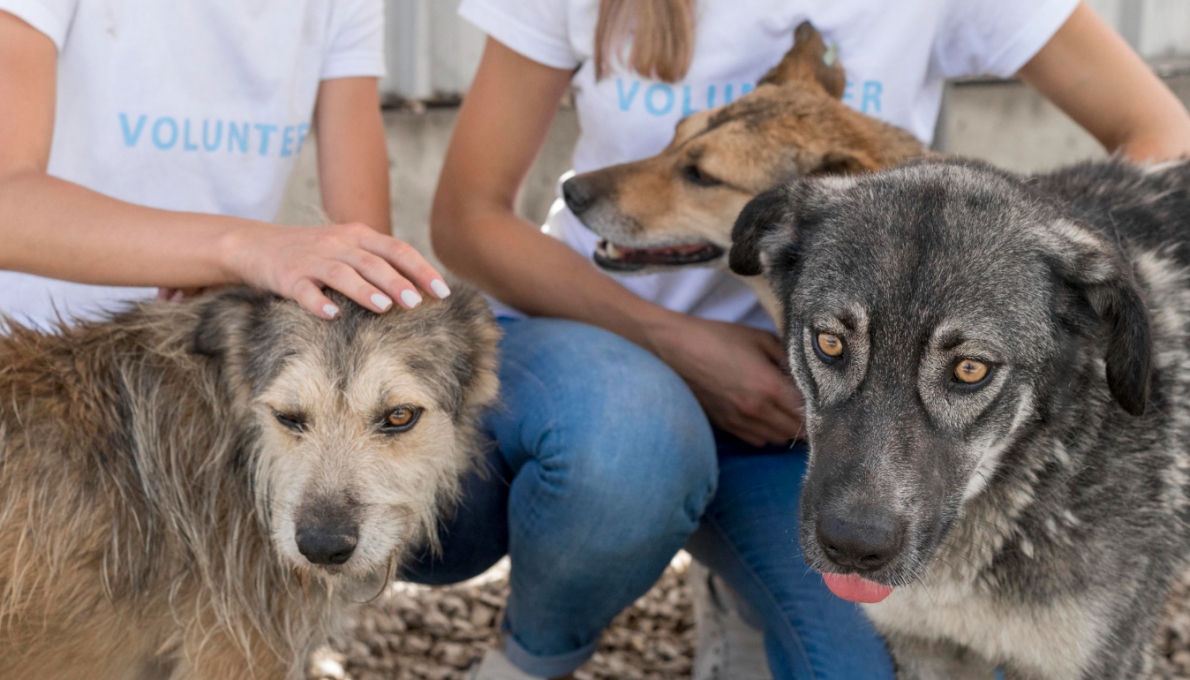 Fundacja Dobre Ludki znów na ratunek zwierzętom: organizuje zbiórkę karmy i akcesoriów